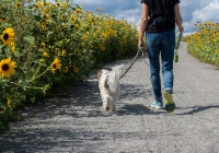 Paseo de Mascotas